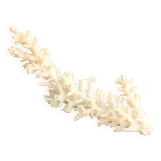 White coral, 70s