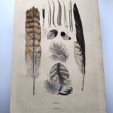 Antique engraving from 1839 - Feathers - Vintage hand-colored zoological plate