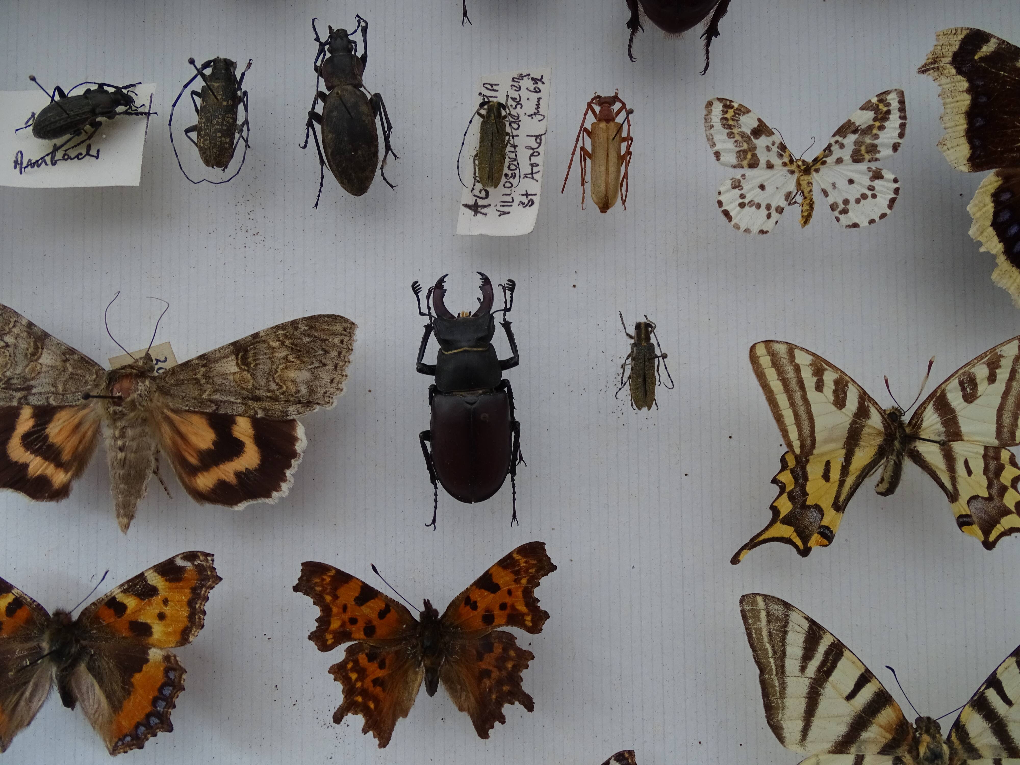 Ancient butterflies and stuffed insects under frame 1930s