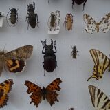 Ancient butterflies and stuffed insects under frame 1930s
