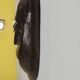 Anthropomorphic face mask/ivory coast/vintage