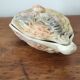 Oyster Barbotine Sauceboat