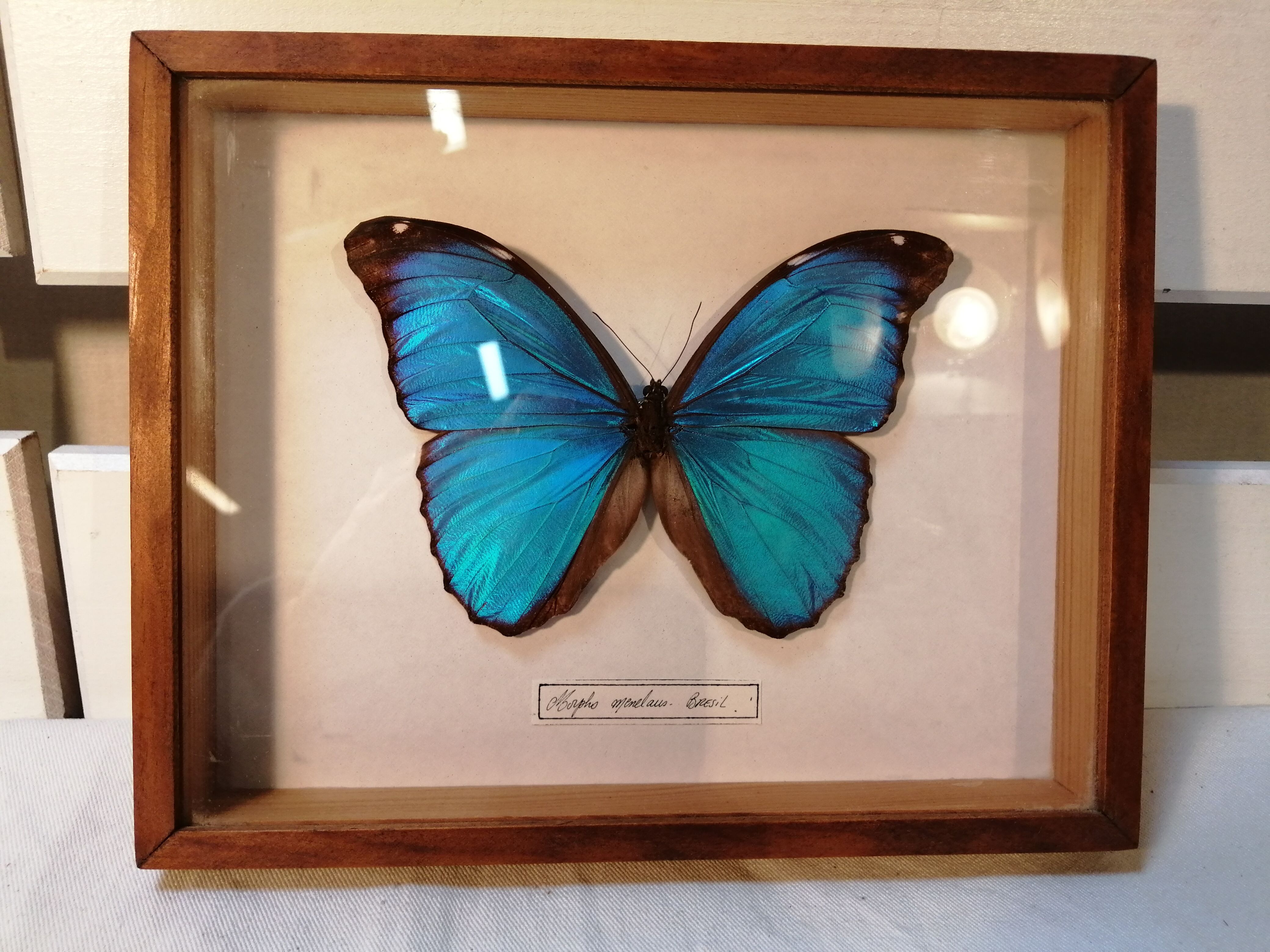 Butterfly frame Morpho Menelaus - Brazil