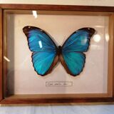 Butterfly frame Morpho Menelaus - Brazil