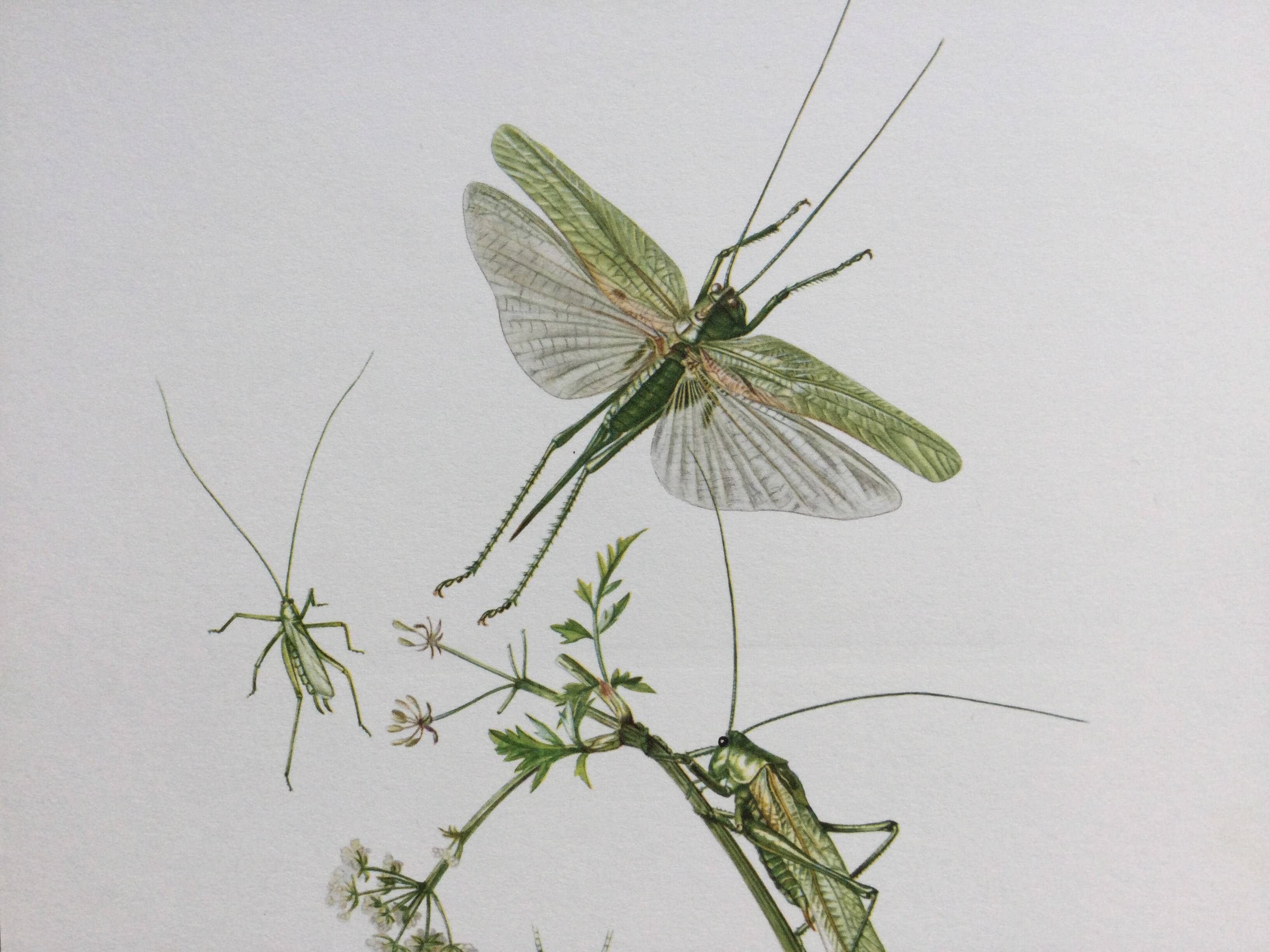 Antique illustration "insects", 1960s