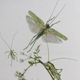 Old illustration "insects", 1960s