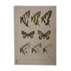 Roger metaye: yellow, black and white butterflies, original signed watercolour.