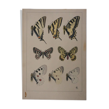 Roger metaye: yellow, black and white butterflies, original signed watercolour.