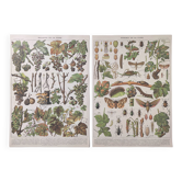 Lot deux Planches lithographies sur les maladies de la vigne 1900