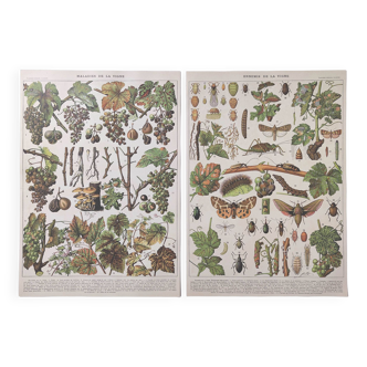 Lot deux Planches lithographies sur les maladies de la vigne 1900