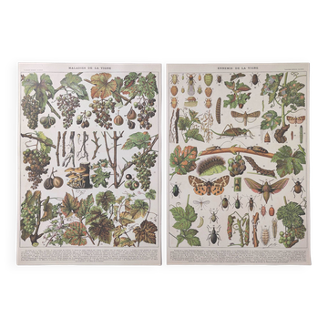 Lot of two lithographed plates on vine diseases 1900