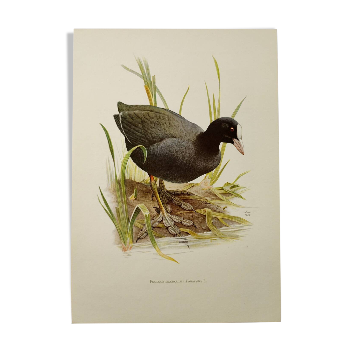 Planche oiseaux Années 1960 - Foulque Macroule - Illustration zoologique et ornithologique vintage