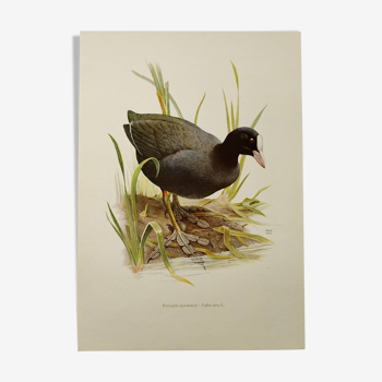 Bird board 1960s - Coot - Vintage zoological and ornithological illustration