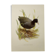 Planche oiseaux Années 1960 - Foulque Macroule - Illustration zoologique et ornithologique vintage