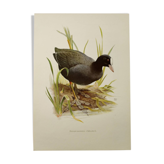 Bird board 1960s - Coot - Vintage zoological and ornithological illustration