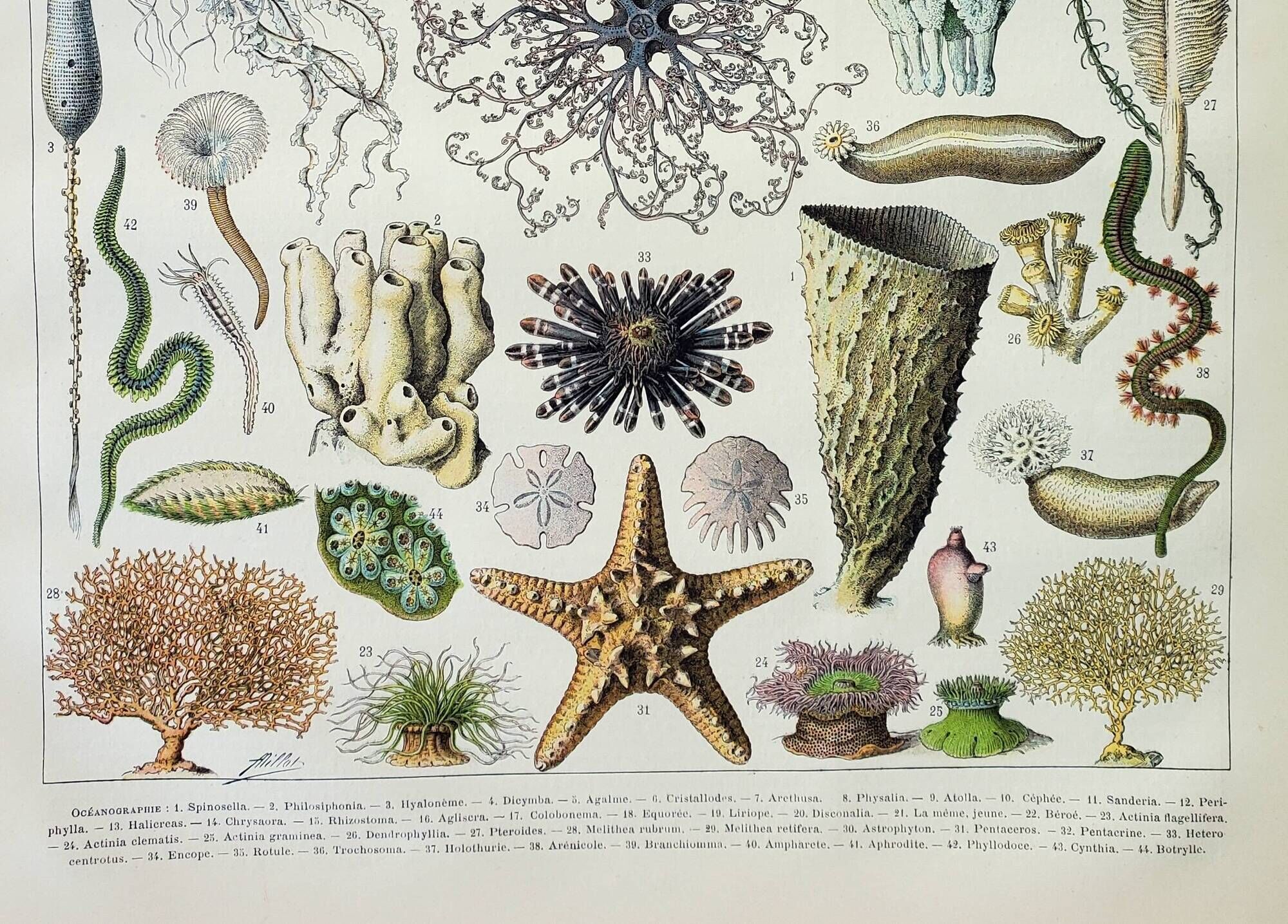 Antique engraving 1898, Oceanography, marine animals • Lithograph, original illustration