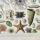 Antique engraving 1898, Oceanography, marine animals • Lithograph, original illustration