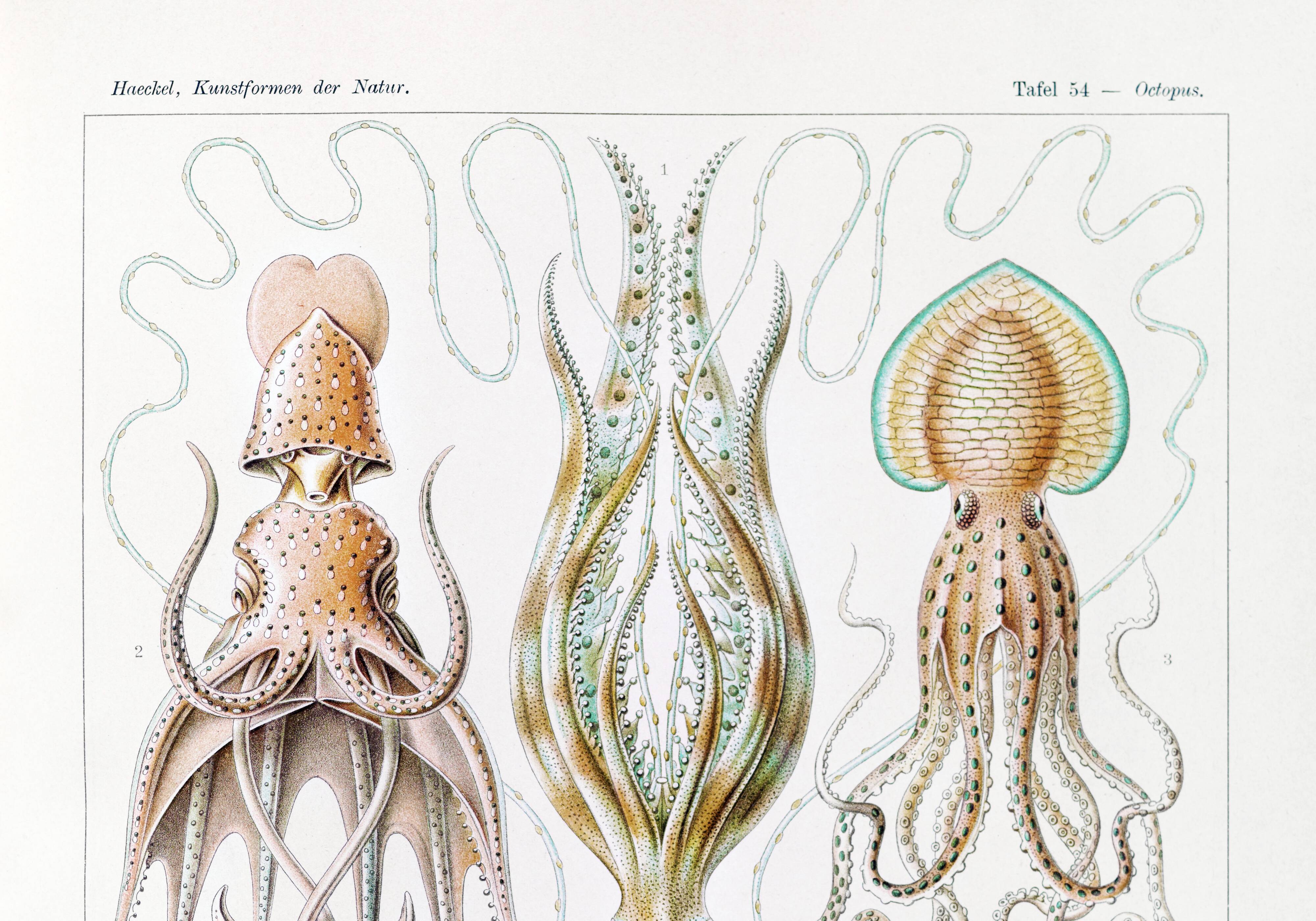 Poster about “octopuses”, based on an old lithograph from 1904.