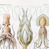 Poster about “octopuses”, based on an old lithograph from 1904.