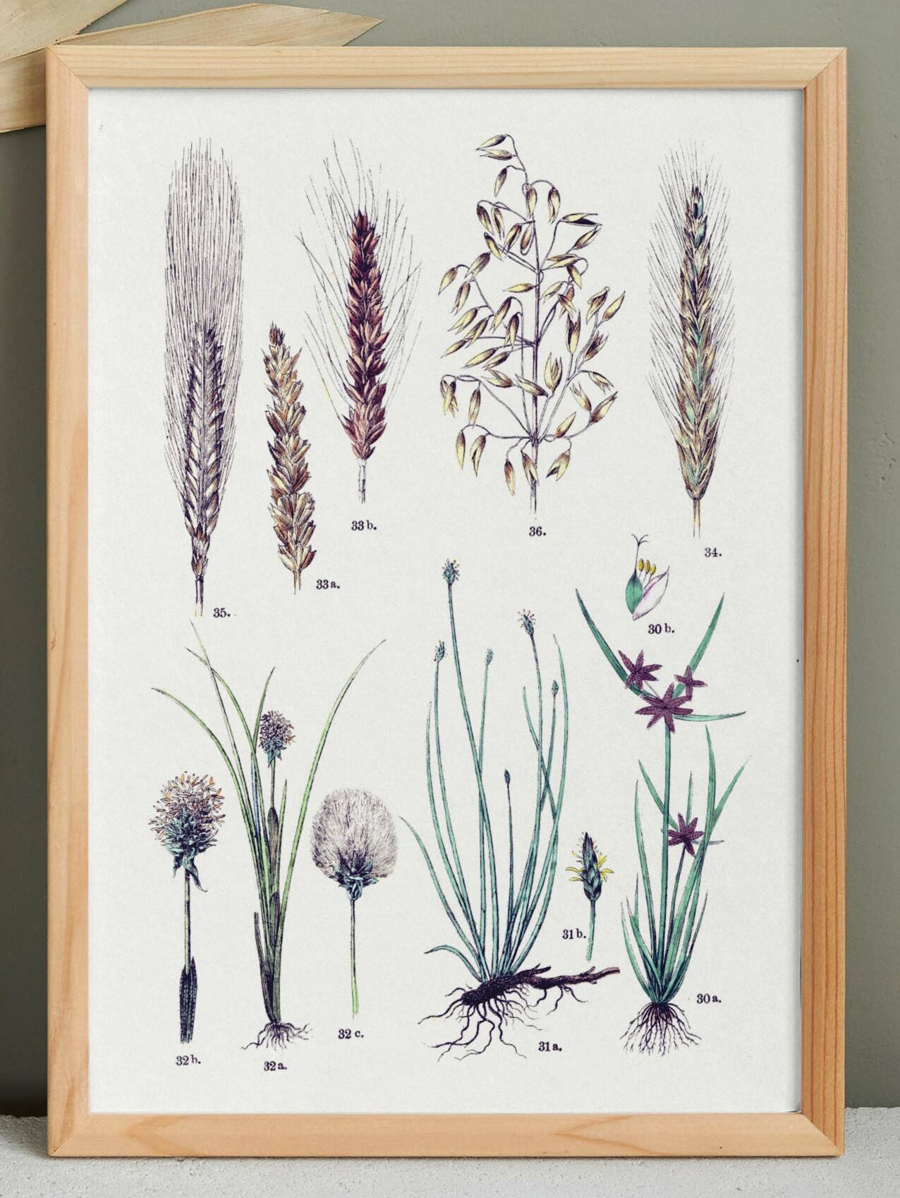 Plant poster based on an 1881 engraving "wheat"