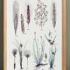 Plant poster based on an 1881 engraving "wheat"