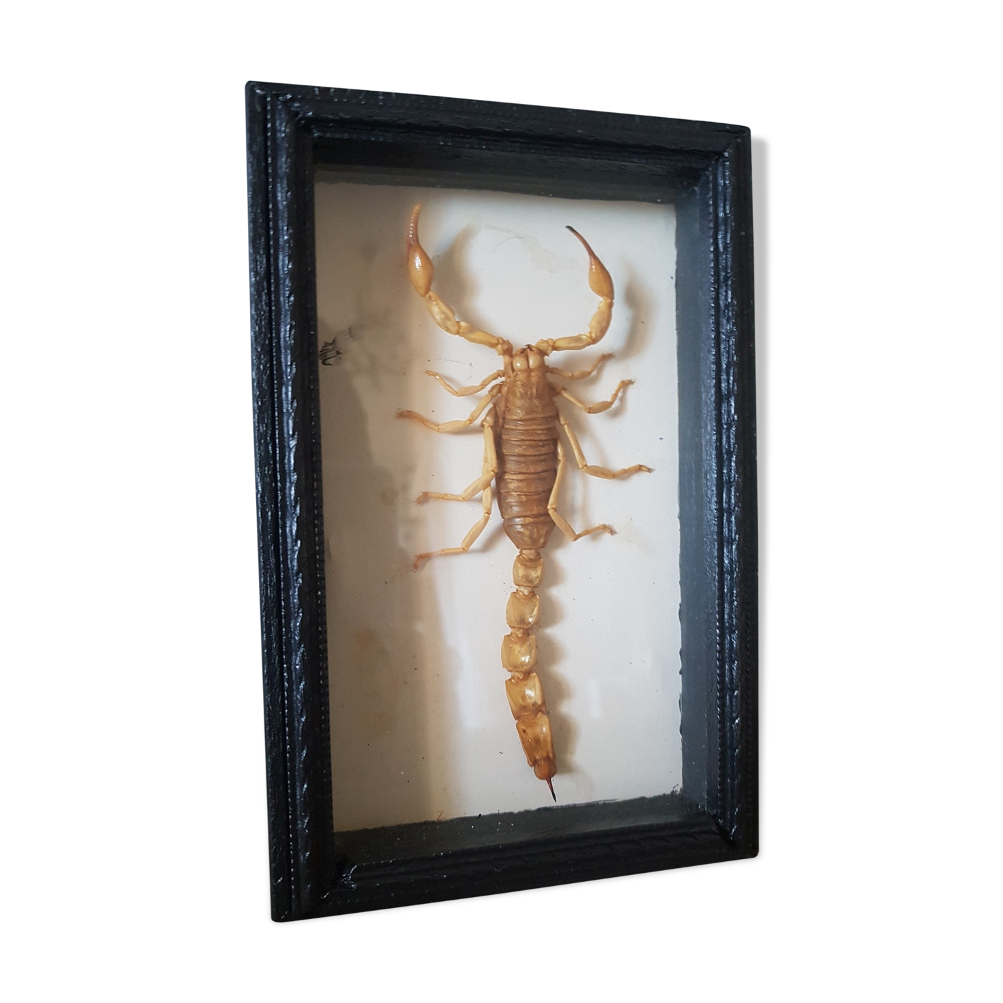 Naturalized scorpion frame under glass 1970