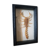 Naturalized scorpion frame under glass 1970