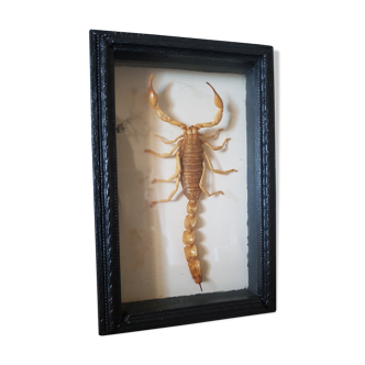 Cadre scorpion naturalisé sous verre 1970