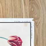 Rossignol pedagogical poster