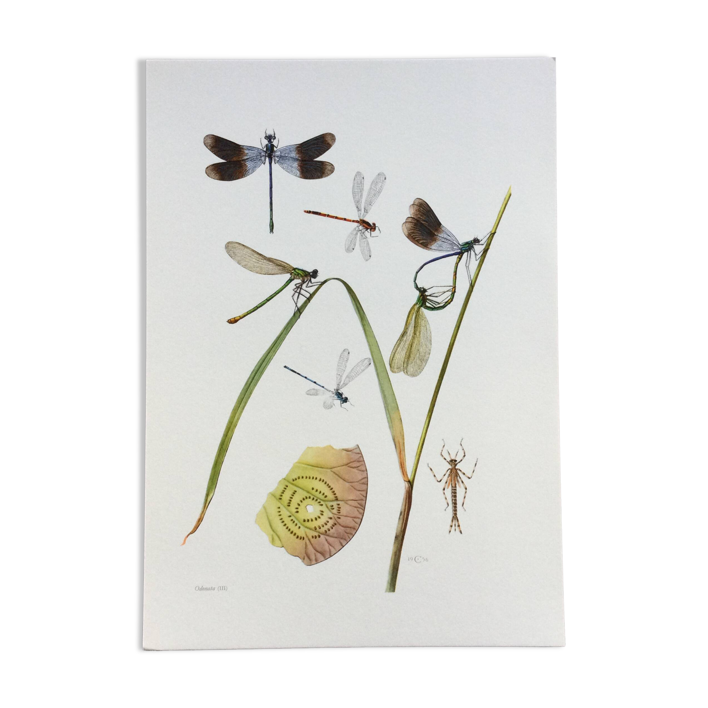 Old illustration "insects", 1960s.