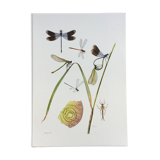 Illustration ancienne "insectes", années 60.