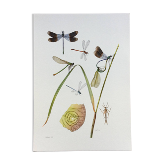 Old illustration "insects", 1960s.