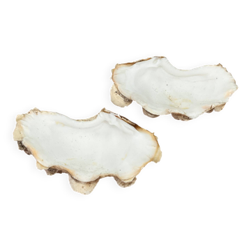 Coquillage bénitier