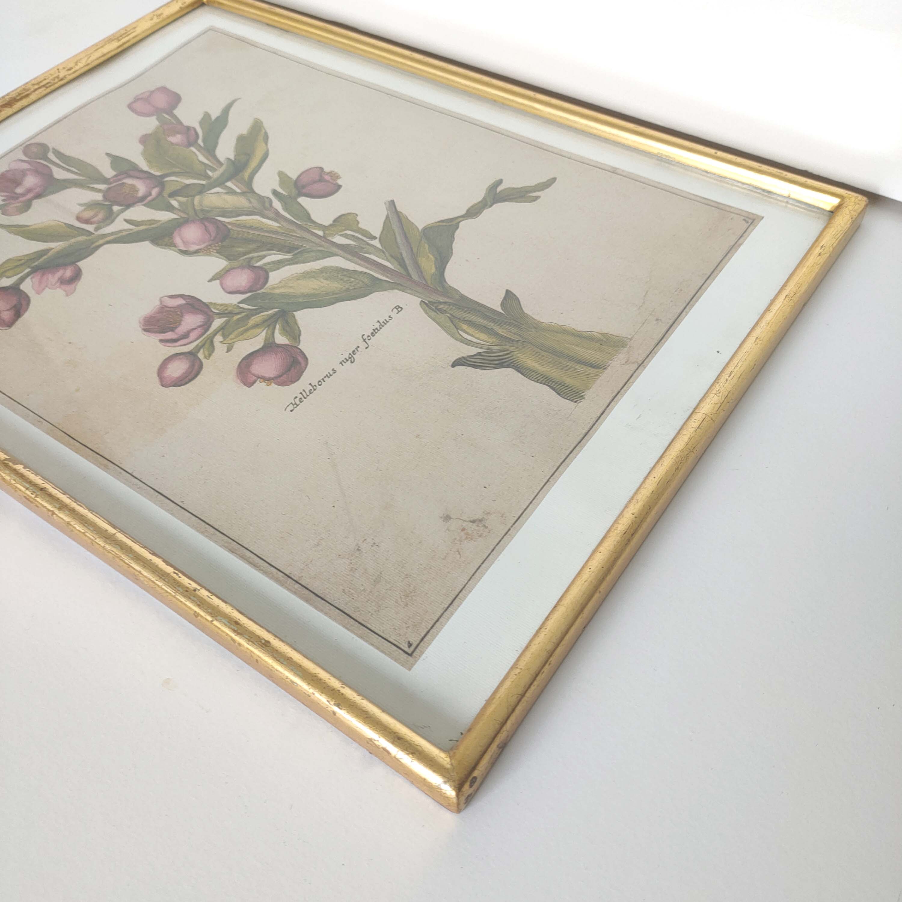 Botanical poster cade gilded wood