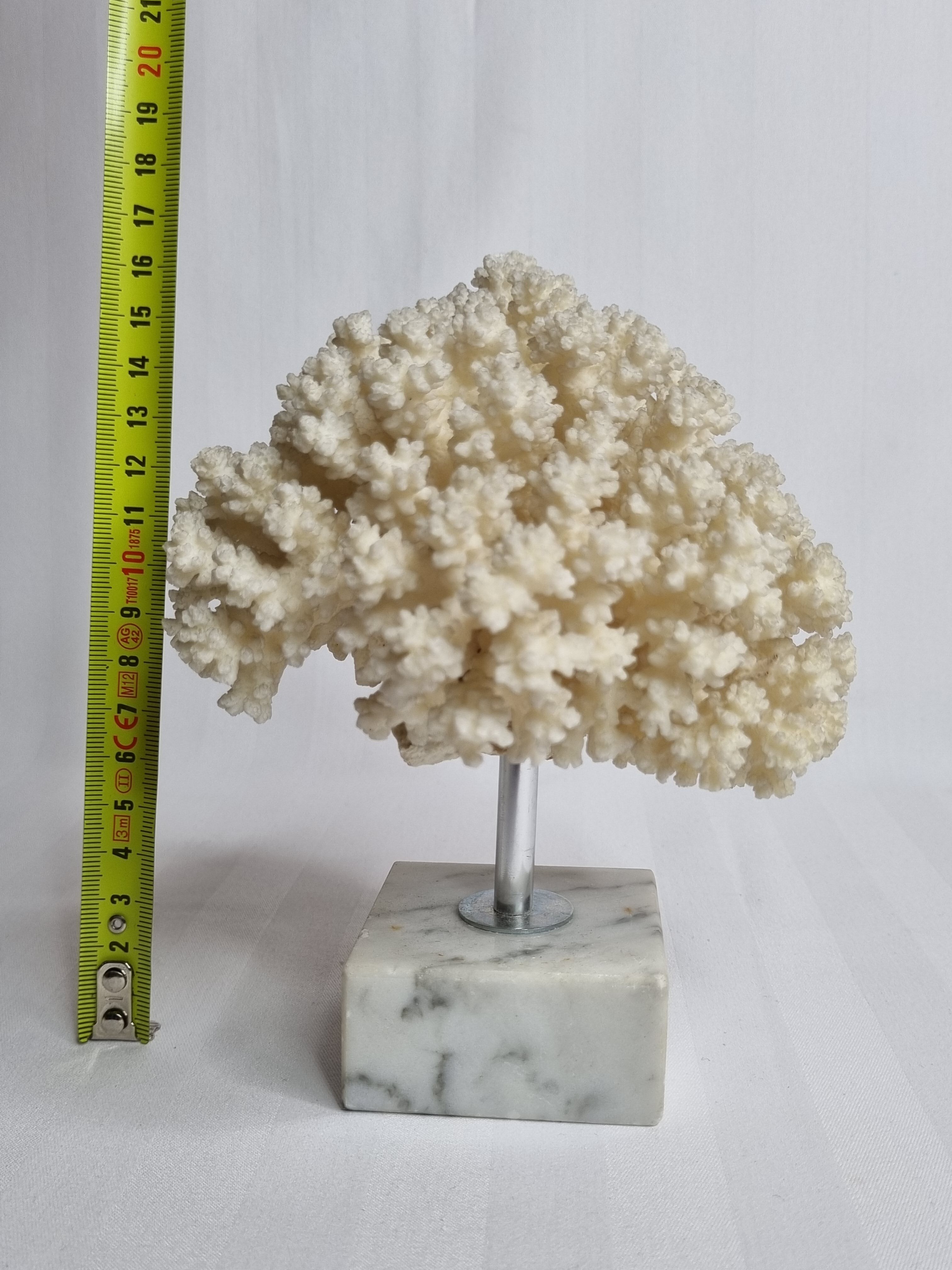 Ancient white coral on marble base