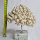 Ancient white coral on marble base