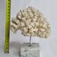 Ancient white coral on marble base
