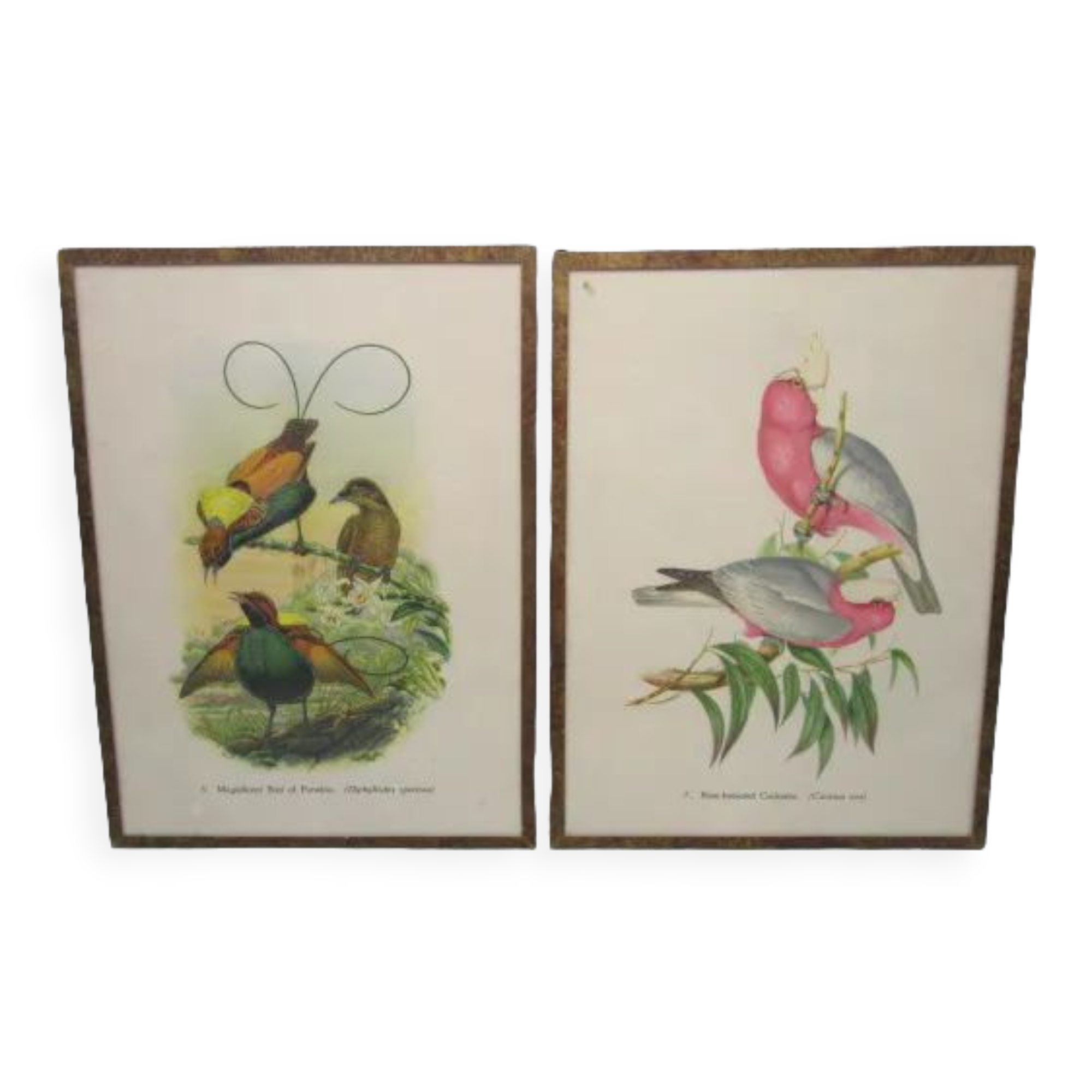 Pair of engravings of ancient birds