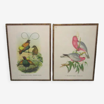 Paire de gravures d'oiseaux anciennes