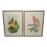 Pair of engravings of ancient birds