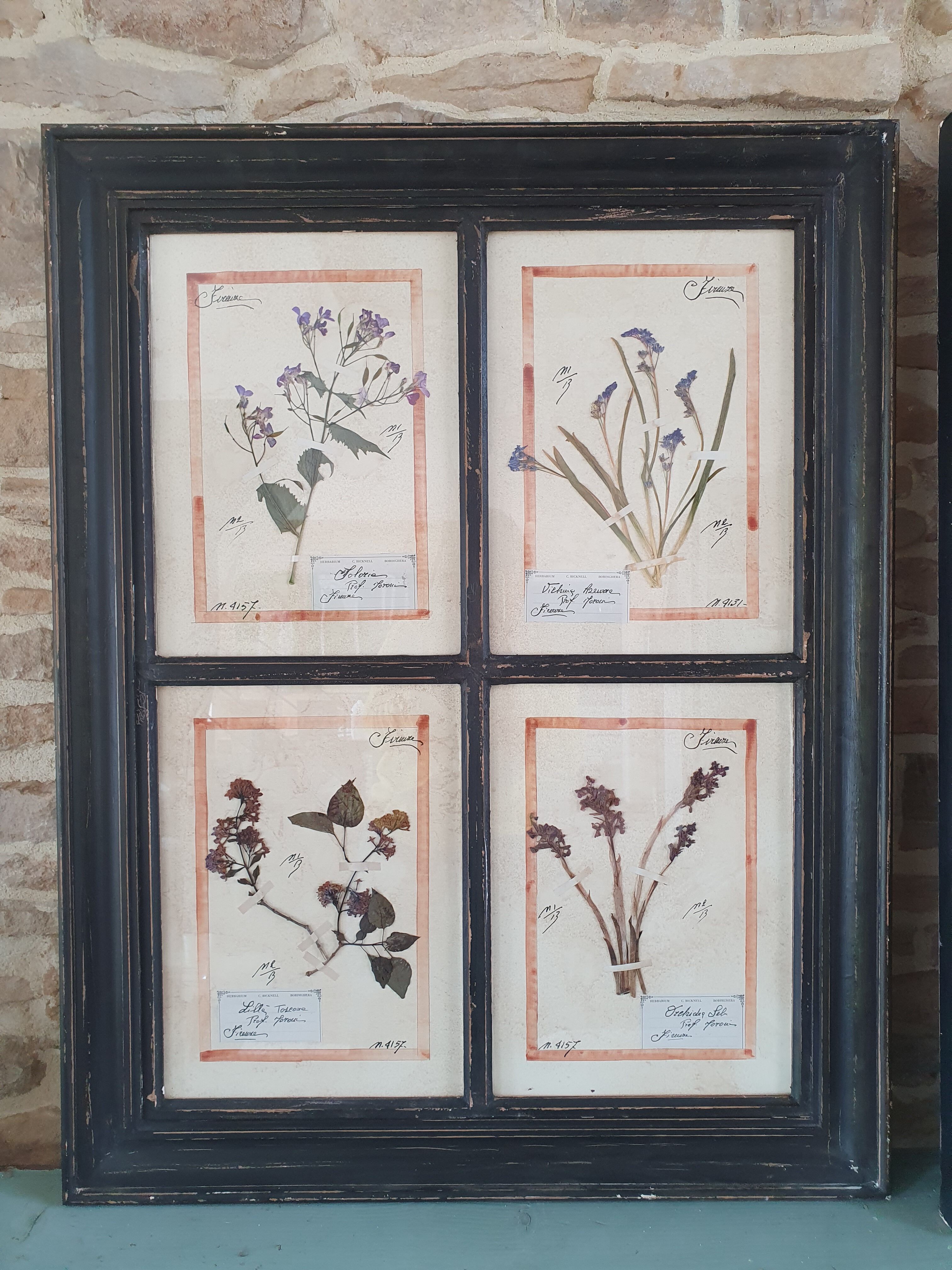 Herbarium frame
