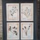 Herbarium frame