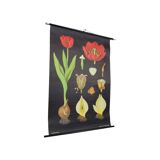 Large Vintage School Card Tulip Flowers Jung Koch Quentell 117cm