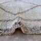Beni Ourain Moroccan rug white - 300 x 164 cm