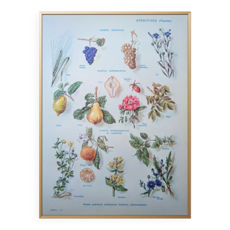 Printed in 1954, appetizer plants.