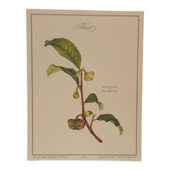 Planche botanique Théier
