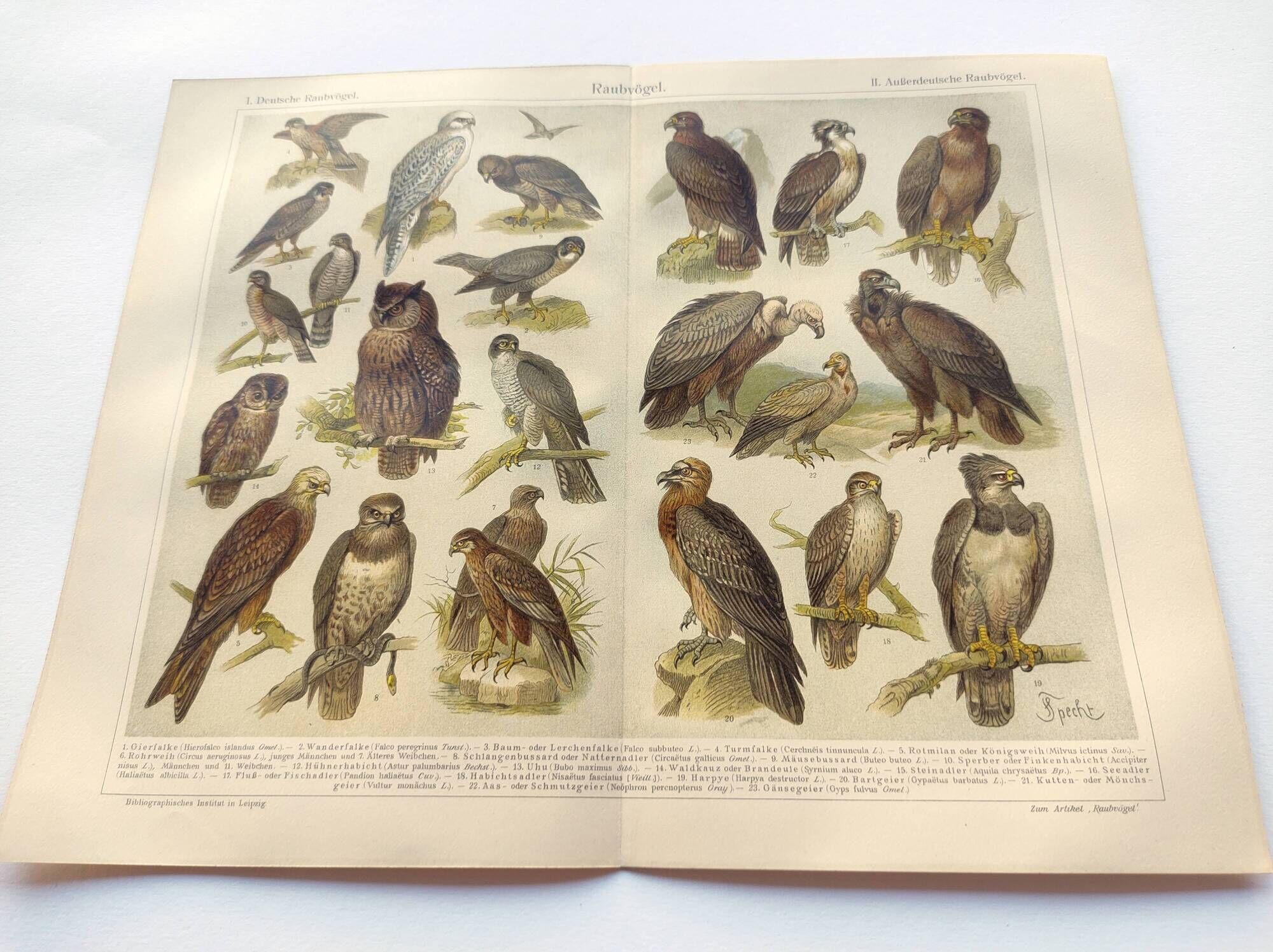 Ornithology plate from 1909 - Birds of prey - Old German zoological engraving