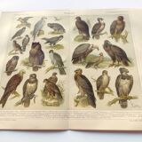 Planche ornithologie de 1909 - Oiseaux de proie - Gravure zoologique allemande ancienne