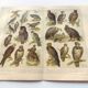 Ornithology plate from 1909 - Birds of prey - Old German zoological engraving