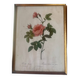 Gravure de roses encadrées, Rosier turbine sans épines de Redouté (Paris 1817-1824)